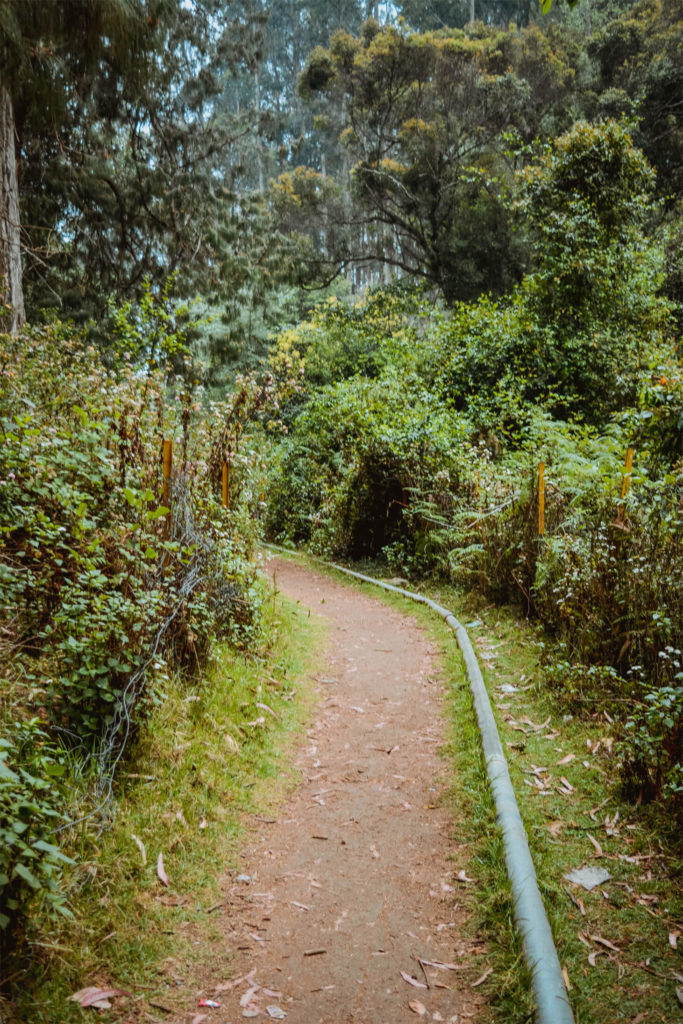 Path to Bear Shola Falls
