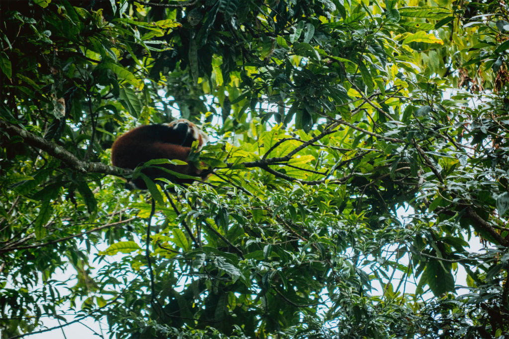 Red Panda Caught him Hiding on the Tree