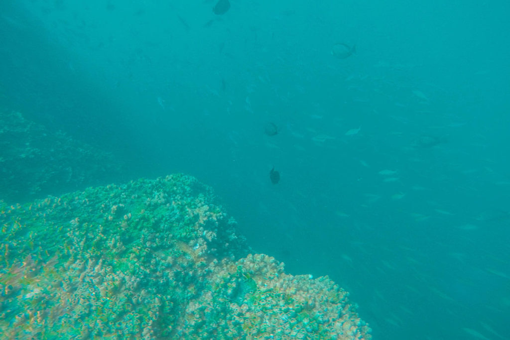 Scuba Diving at Hikkaduwa