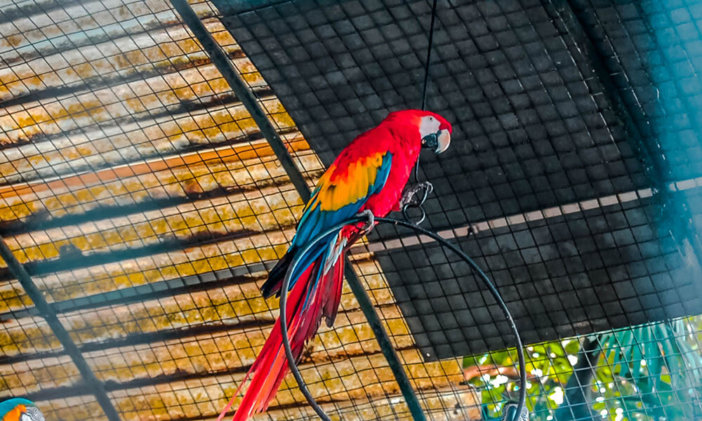 Macaw in Dehiwala Zoo