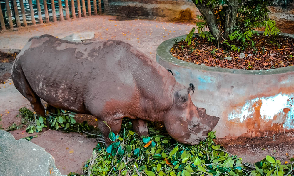 Rhino at Dehiwala Zoo