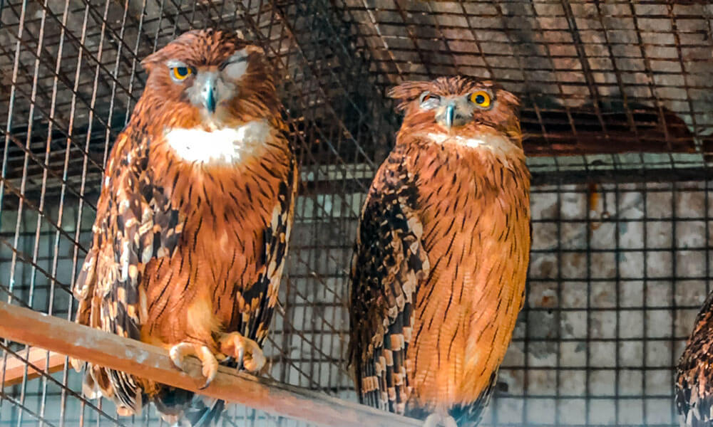 Owls in Dehiwala Zoo